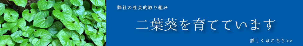 二葉葵を育てています